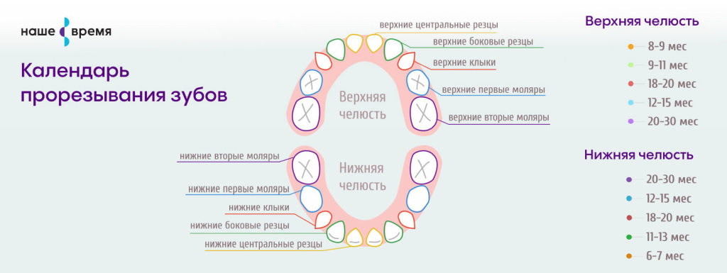 Режутся зубы у ребенка во сколько месяцев. Схема прорезывания зубов у детей. Сроки прорезывания зубов. Глазные зубы у детей. График прорезывания зубов у детей коренных.