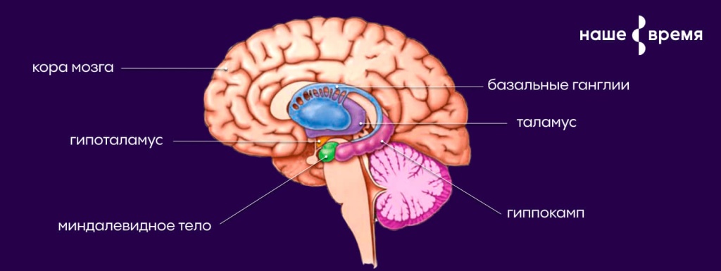 Половое влечение отрегулировали магнитной стимуляцией мозга