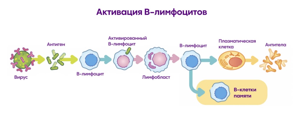 Первичный иммунодефицит